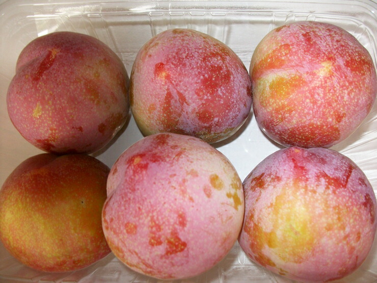 ふるさと納税 サマービュート 2 8kg 出荷時期 21年7月中旬 7月下旬 フルーツ プラム すもも 山梨市 Paigebird Com