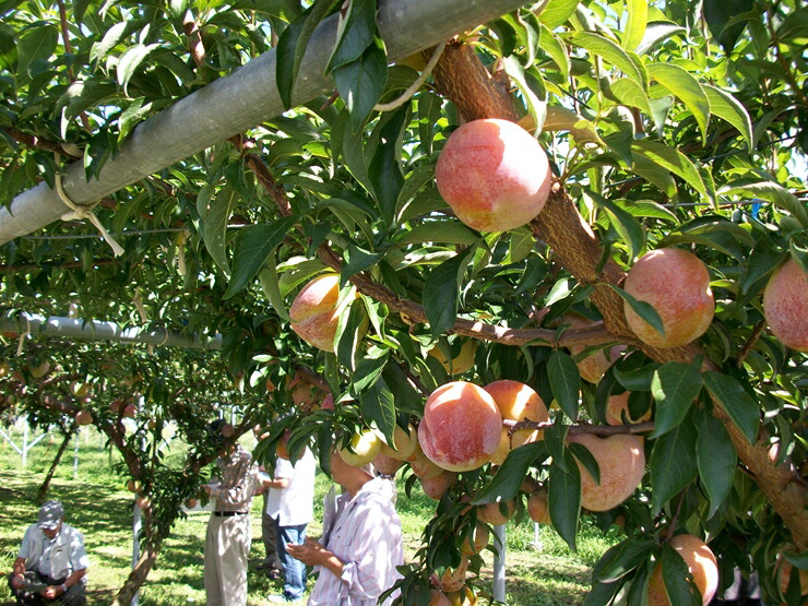 ふるさと納税 太陽 2kg 出荷時期 21年7月下旬 8月上旬 フルーツ プラム すもも 山梨市 Psicologosancora Es