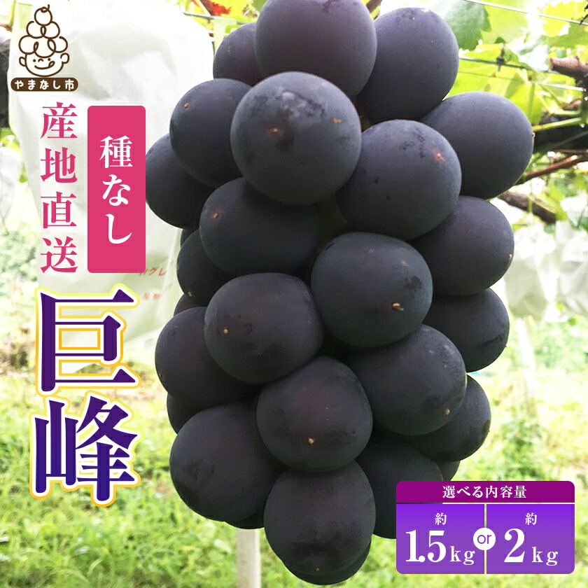 【ふるさと納税】巨峰 約1.5kg / 約2kg  ( 3～4房 / 4～5房 ) 銀河農園まきおか 甘くてジューシー 巨峰 ( 種なし )_ ふるさと納税 ふるさと ぶどう ブドウ 葡萄 フルーツ 果物 くだもの 山梨県 山梨市 山梨 送料無料【配送不可地域：離島】【G1111660】