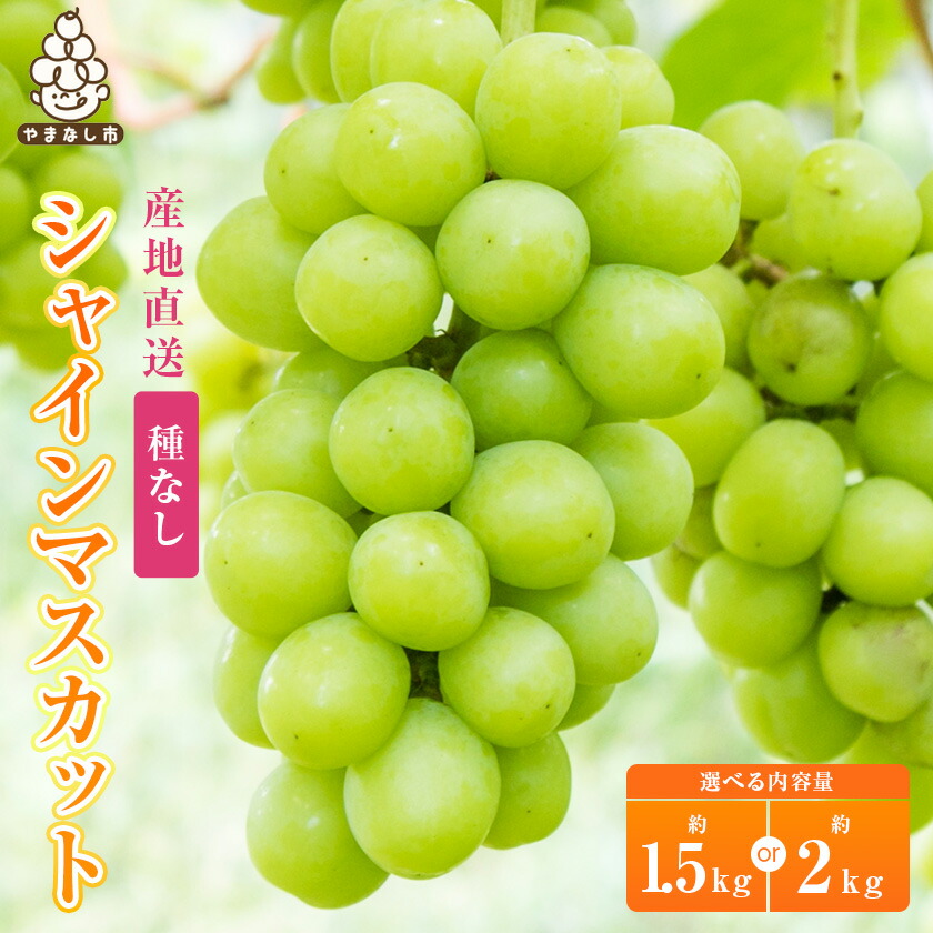【ふるさと納税】シャインマスカット 約 1.5kg / 2kg (2～3房 / 3～4房) 銀河農園まきおかのシャインマスカット (種なし)_ ふるさと納税 ふるさと マスカット ぶどう ブドウ 葡萄 フルーツ 果物 くだもの 送料無料【配送不可地域：離島】【G1111663】