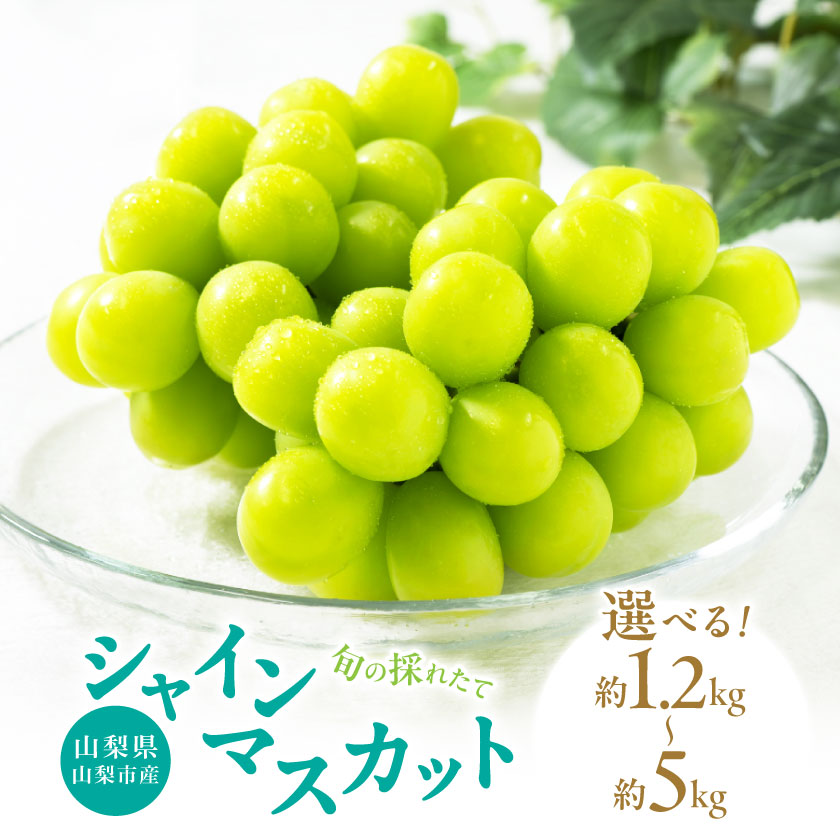 【ふるさと納税】山梨県山梨市産　旬の採れたてシャインマスカット　秀等品 約1.2kg/1.5kg/1.8kg/5kg_ ふるさと納税 ふるさと マスカット ぶどう ブドウ 葡萄 フルーツ 果物 くだもの 山梨 人気 送料無料【配送不可地域：離島・沖縄県】【G1134846】