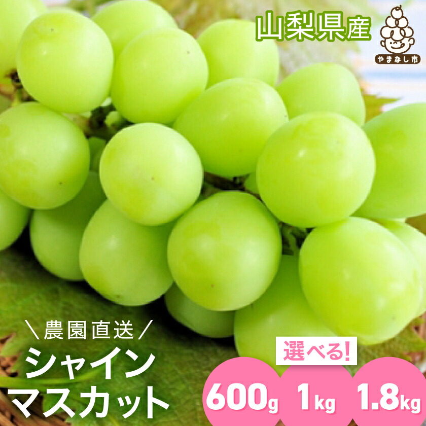 【ふるさと納税】農園直送 ! シャインマスカット 約 0.6kg / 1kg / 1.8kg_(1房/1~2房/2~5房) シャインマスカット 600g 1000g 1800g フルーツ 果物 ぶどう ブドウ マスカット 葡萄 くだもの ふるさと 産地直送【配送不可地域：離島・沖縄県】【G1299620】