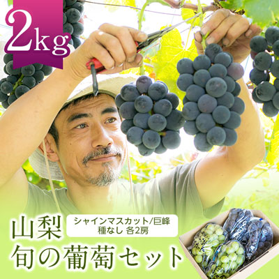 【ふるさと納税】シャインマスカット 巨峰 各2房 旬の葡萄セット2kg (種なし)_ ふるさと納税 フルーツ 果物 くだもの マスカット ブドウ ぶどう 葡萄 食べ比べ 詰め合わせ 人気 山梨 山梨県 送料無料 【配送不可地域：離島】【1308168】