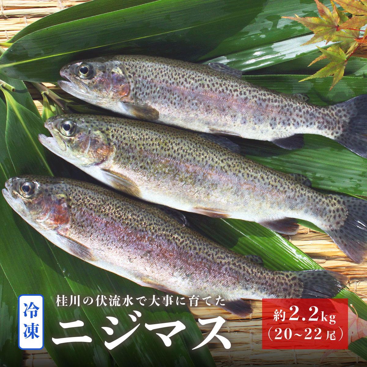 【楽天市場】【ふるさと納税】桂川の冷凍ニジマス 約2.2kg 約20〜22尾 山梨県産：山梨県大月市