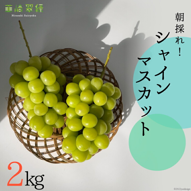 【ふるさと納税】【2025年発送】シャインマスカット NS-1001 韮崎翠緑セレクト 約2kg [韮崎翠緑 山梨県 韮崎市 20742826] ぶどう ブドウ 葡萄 マスカット 種なし 果物 フルーツ 山梨県産 産地直送 期間限定 季節限定 冷蔵