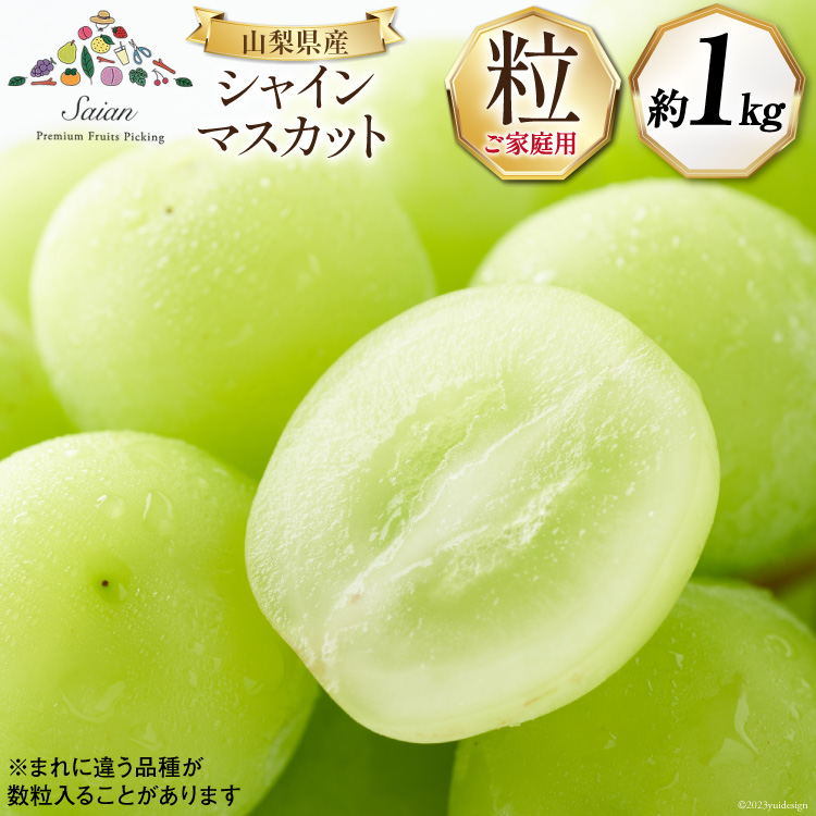 【ふるさと納税】【2025年発送】訳あり 山梨県産 シャインマスカット 粒にてお届け 約1kg [斎庵 山梨県 韮崎市 20742798] 果物 フルーツ 山梨 ぶどう マスカット ブドウ 葡萄 家庭用 規格外 期間限定 季節限定 冷蔵