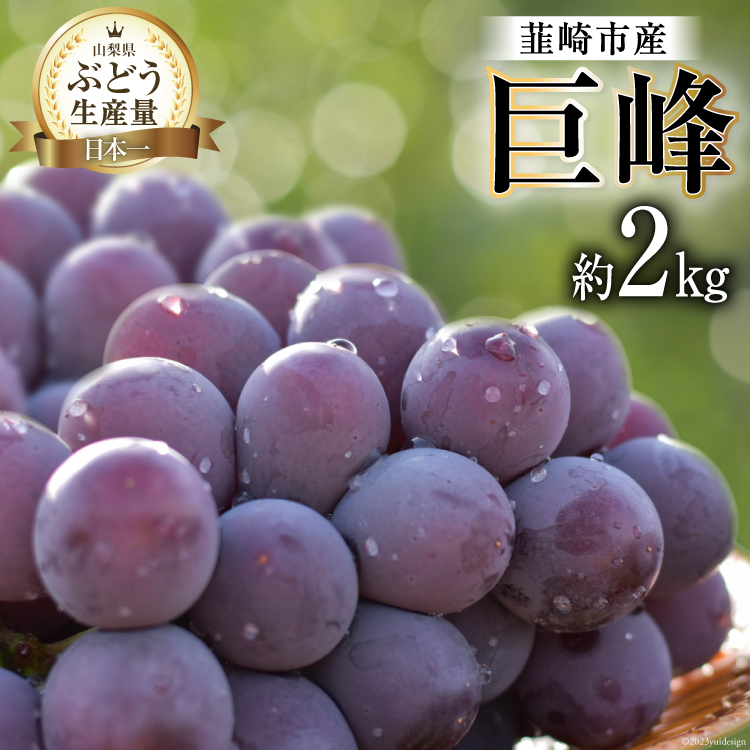 【ふるさと納税】【2025年発送】韮崎市産 巨峰 約2kg [梨北農業協同組合 山梨県 韮崎市 20743007] ぶどう ブドウ 葡萄 果物 くだもの フルーツ 2キロ 期間限定 季節限定 産地直送 山梨県産 人気 JA 種なし 厳選 果実 新鮮 黒ブドウ