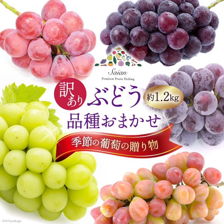 【ふるさと納税】【2025年発送】ぶどう 訳あり 季節の葡萄の贈り物 品種おまかせ 約1.2kg [斎庵 山梨県 韮崎市 20742799] フルーツ 果物 くだもの ブドウ 葡萄 食べ比べ 山梨県産 期間限定 季節限定 冷蔵 産地直送 農家直送 人気