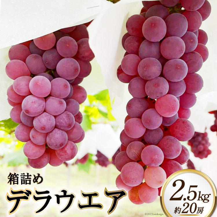 【ふるさと納税】【2025年発送】ぶどう デラウエア 箱詰め 2.5kg 約20房 [太陽農園 山梨県 韮崎市 20743030] ブドウ 葡萄 2.5キロ 果物 フルーツ くだもの 山梨県産 産地直送 期間限定 季節限定