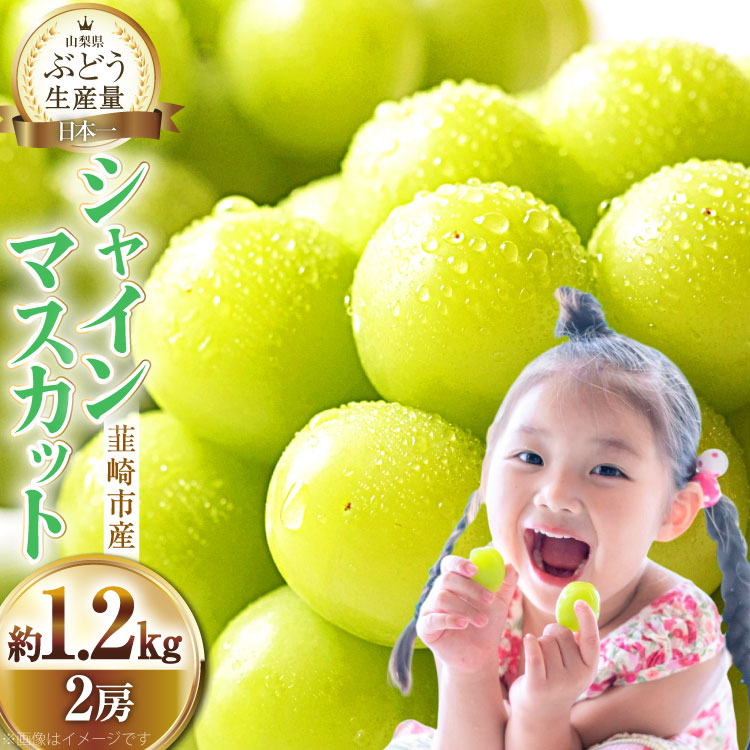 【ふるさと納税】【2025年発送】ぶどう シャインマスカット 約1.2kg (2房) 【冷蔵発送】  [梨北農業協同組合 山梨県 韮崎市 20742921] フルーツ 果物 くだもの ブドウ 葡萄 種なし 1.2キロ 甘い 期間限定 季節限定 山梨県産