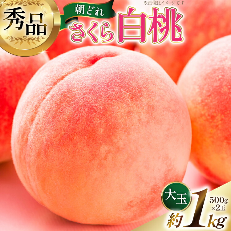 【ふるさと納税】 【2026年発送】桃 山梨 秀品 朝どれ 硬い桃 さくら白桃 約 1.0kg 2玉 朝獲れ 大玉 さくら 白桃もも 桃 モモ フルーツ 果物 山梨県産 産地直送 期間限定 季節限定 冷蔵 8月下旬から発送 [韮崎市桃農家の産直 山梨県 韮崎市 20745236]｜山梨県韮崎市