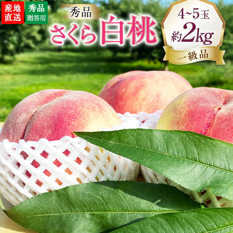 【ふるさと納税】 【2026年発送】桃 山梨 秀品 朝どれ 硬い桃 さくら白桃 約 2.0kg 4～5玉 朝獲れ 大玉 さくら 白桃 もも 桃 モモ フルーツ 果物 山梨県産 産地直送 期間限定 季節限定 冷蔵 8月下旬から発送 [韮崎市桃農家の産直 山梨県 韮崎市 20745237]｜山梨県韮崎市