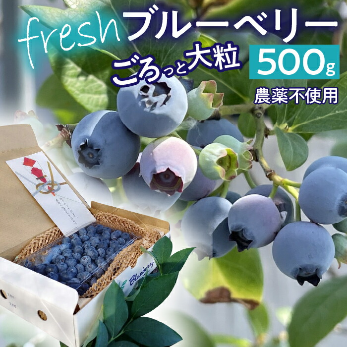 【ふるさと納税】 【2026年発送先行予約】南アルプス市産　【農薬不使用】ごろっと大粒フレッシュブルーベリー　500ｇ入り ふるさと納税 ブルーベリー 水耕栽培 大粒 果物 くだもの おすすめ 山梨県 南アルプス市 送料無料 ALPBL002