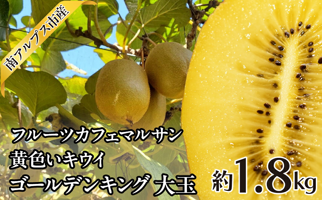 【ふるさと納税】＜2026年発送先行予約＞フルーツカフェマルサン　黄色いキウイ　ゴールデンキング　大玉　約1.8kg ALPAJ045｜山梨県南アルプス市