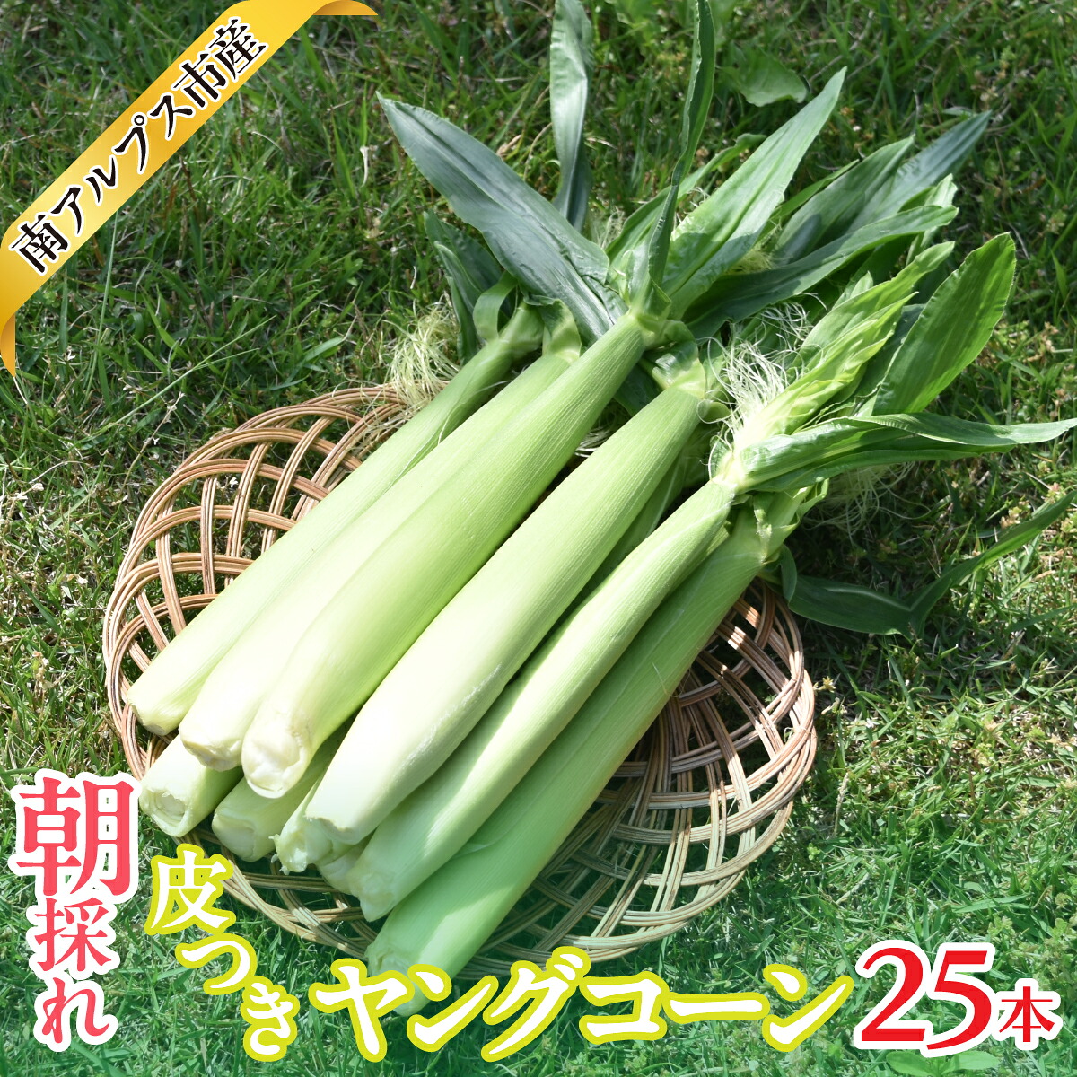 【ふるさと納税】＜2026年発送先行予約＞南アルプス市産　朝採れ　皮つきヤングコーン25本　ALPAJ062