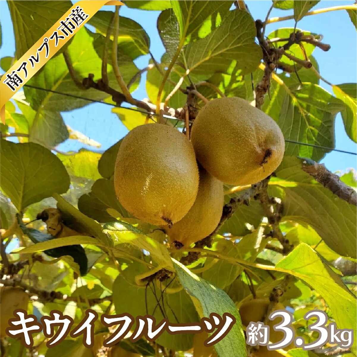 【ふるさと納税】【2026年度先行予約】キウイフルーツ 3.3kg ALPAJ070 ふるさと納税 キウイ キウイフルーツ 果物 フルーツ おすすめ 山梨県 南アルプス市 送料無料|山梨県南アルプス市