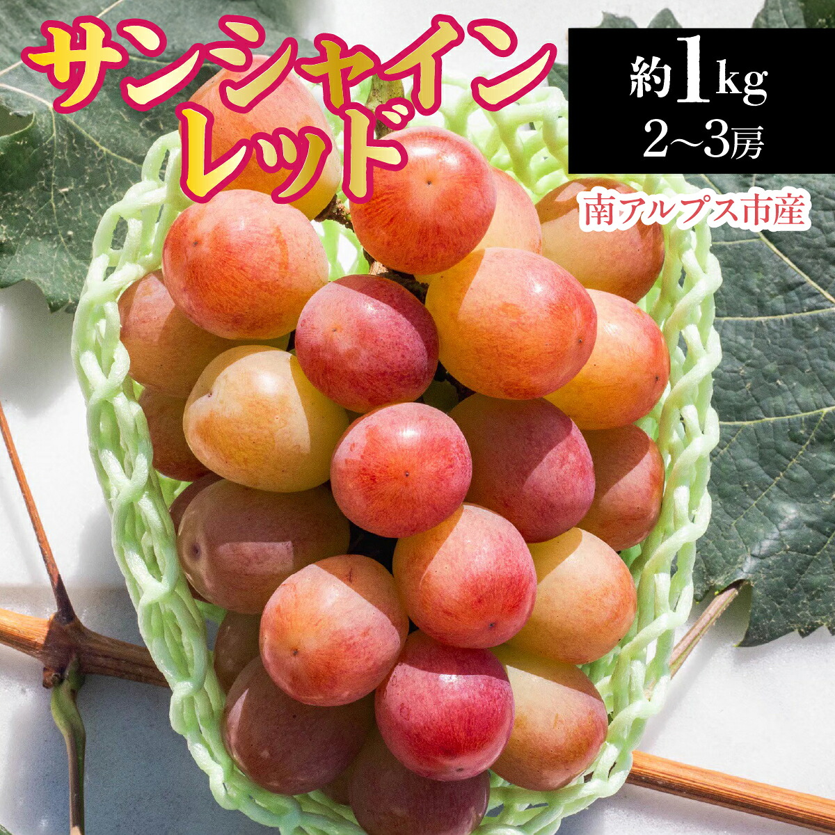 【ふるさと納税】 【2026年発送先行予約】南アルプス市産　サンシャインレッド約1.0kg（２～3房） ふるさと納税 葡萄 ぶどう 果物 フルーツ おすすめ 山梨県 南アルプス市 送料無料 ALPDD020