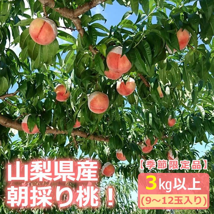 楽天市場 ふるさと納税 山梨県産朝採り桃 9 12玉入り 3kg以上 出荷時期 21年6月下旬 8月中旬 もも フルーツ 山梨県南アルプス市 山梨県南アルプス市