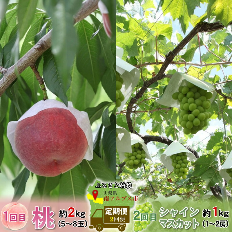 【ふるさと納税】 厳選！2回定期便 桃2kg シャインマスカット1kｇ山梨県南アルプス市産 ふるさと納税 シャインマスカット 定期便 フルーツ定期便 マスカット 葡萄 ぶどう 果物 おすすめ 山梨県 南アルプス市 送料無料 ALPBV011