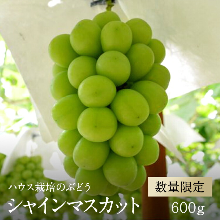 【ふるさと納税】 【2025年／令和7年発送先行予約】ぶどう「ハウスシャインマスカット」約600g ふるさと納税 シャインマスカット 葡萄 ぶどう 果物 フルーツ 贈答 ギフト 家庭用 おすすめ 山梨県 南アルプス市 送料無料 ALPAA012