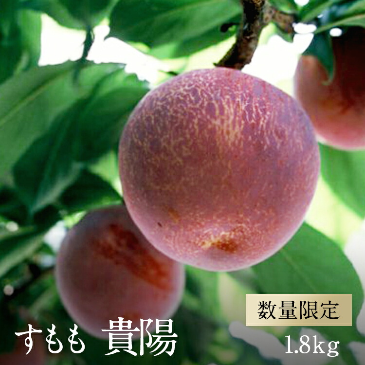 【ふるさと納税】 【2025年／令和7年発送先行予約】すもも「貴陽」約1.8ｋｇ ふるさと納税 すもも 李 貴陽 果物 フルーツ おすすめ 山梨県 南アルプス市 送料無料 ALPAA024