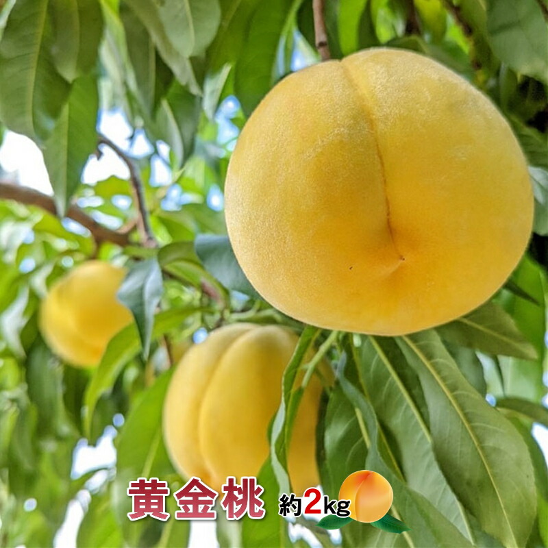 【ふるさと納税】 厳選 希少品種！黄金桃2kg 5～8玉 山梨県南アルプス市産 ふるさと納税 桃 もも 黄金桃 果物 フルーツ おすすめ 山梨県 南アルプス市 送料無料 ALPBV009