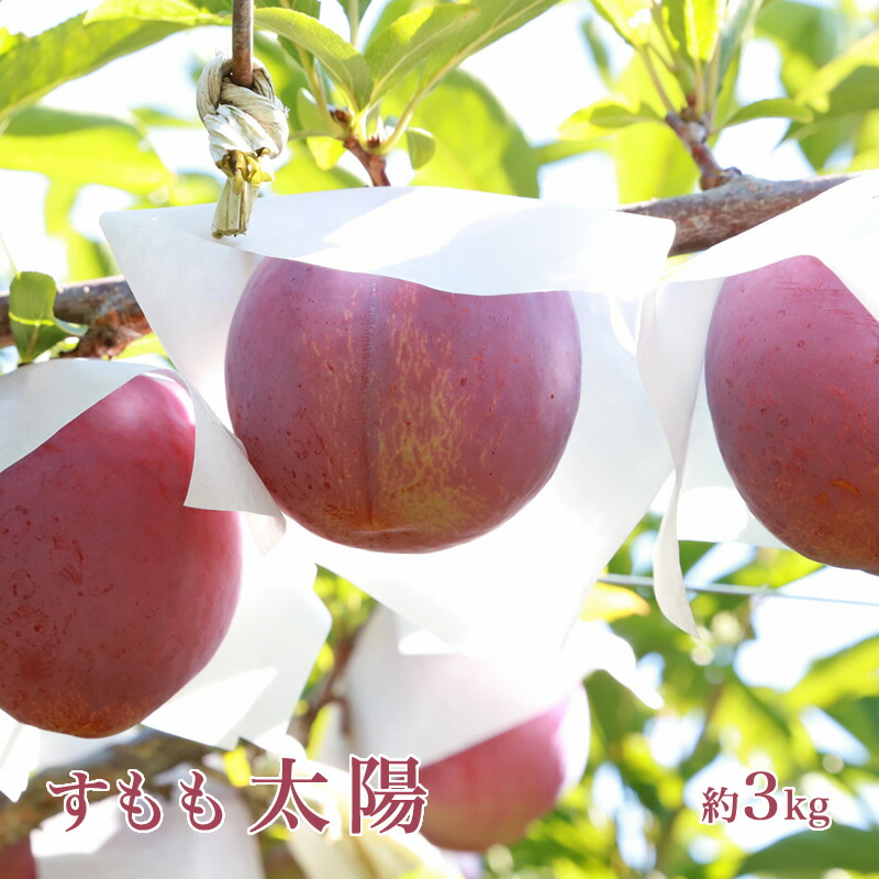 【ふるさと納税】 5-14 【2025年／令和7年発送先行予約】すもも【太陽】１０から１３玉入り×2箱約3kg ふるさと納税 おすすめ 山梨県 南アルプス市 送料無料 ALPAA016