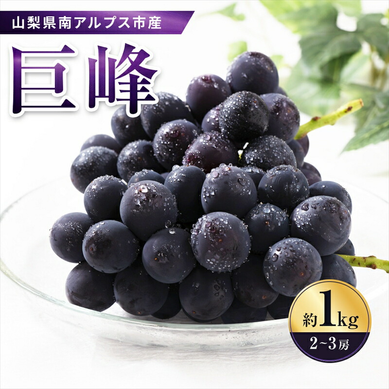 【ふるさと納税】 5-91 南アルプス市産　旬の採れたて巨峰　2～3房入り　約1kg ふるさと納税  おすすめ 山梨県 南アルプス市 送料無料 ALPAH011