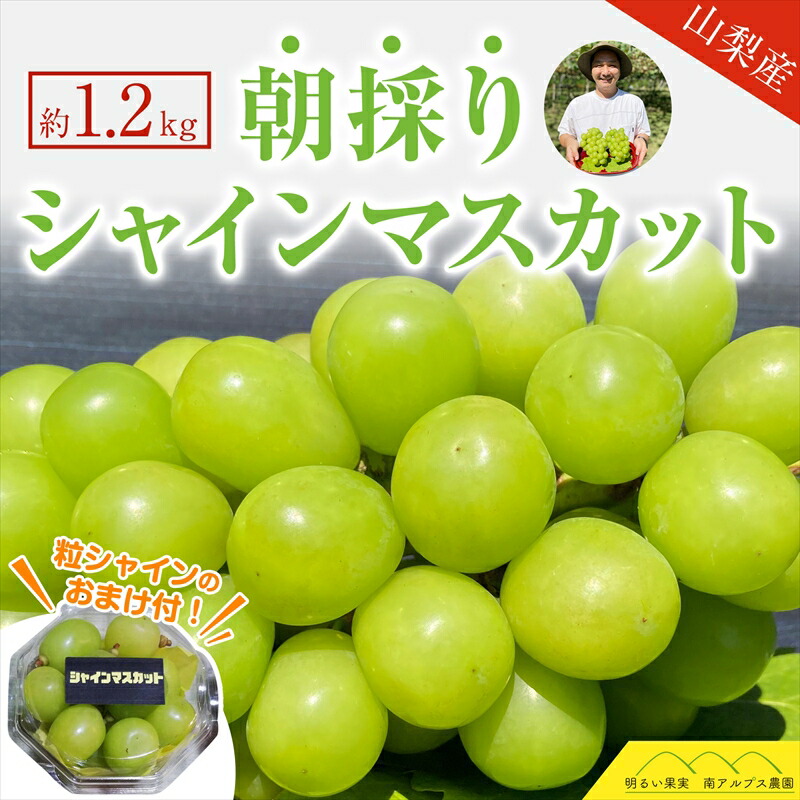【ふるさと納税】 ＜2025年発送分先行予約＞シャインマスカット2房（約1.2ｋｇ） ふるさと納税 シャインマスカット マスカット 葡萄 果物 フルーツ おすすめ 山梨県 南アルプス市 送料無料 ALPAQ001