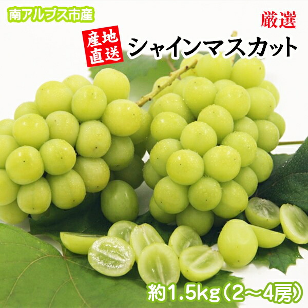 【ふるさと納税】 【25年発送先行予約】厳選！南アルプス市産　シャインマスカット　約1.5kg～1.6kg（2～4房） ふるさと納税 シャインマスカット 葡萄 ぶどう 果物 フルーツ おすすめ 山梨県 南アルプス市 送料無料 ALPDD010