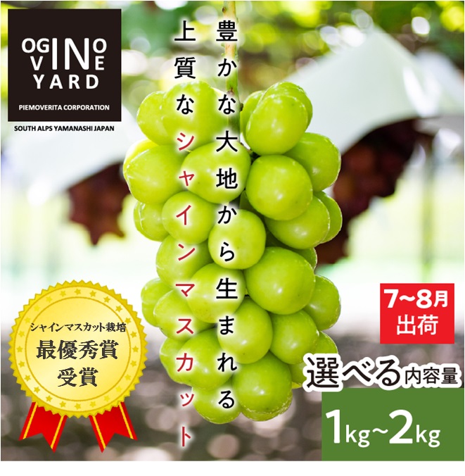 【ふるさと納税】 山梨県産早期出荷シャインマスカット 選べる数量 ふるさと納税 シャインマスカット ぶどう 葡萄 果物 フルーツ 早期出荷 ハウス栽培 2房 おすすめ 山梨県 南アルプス市 送料無料 ALPAK009