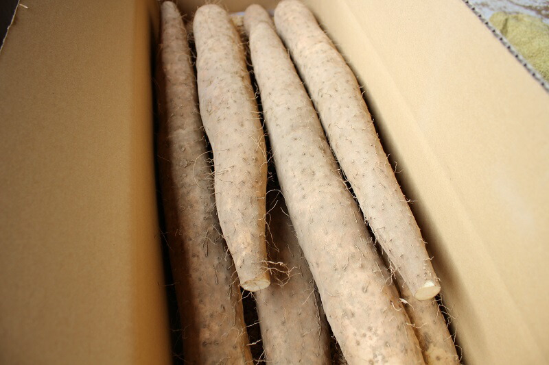 先行予約 長芋 北杜市明野町 送料無料 茅ヶ岳高原 10kg箱 粘りと味が抜群の長芋