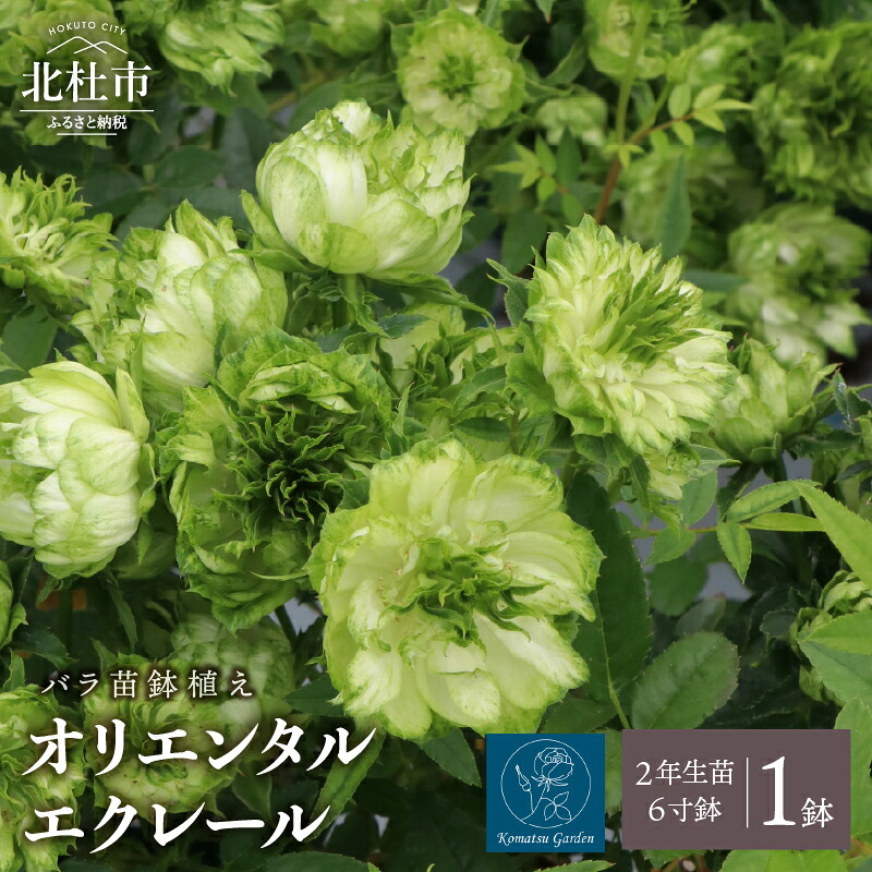 【ふるさと納税】 バラ 苗 1鉢 四季咲き 鉢植え 花 オリエンタルエクレール 6寸鉢 2年生苗 ガーデニング 初心者 母の日 父の日 送料無料｜山梨県北杜市