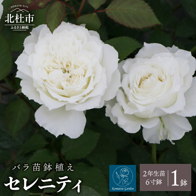 楽天市場】【ふるさと納税】 バラ 苗 1鉢 四季咲き 鉢植え 花