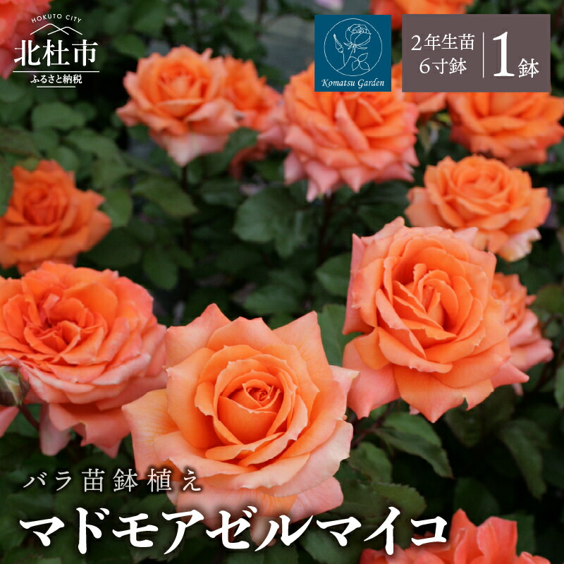 【ふるさと納税】 バラ 苗 1鉢 四季咲き 鉢植え 花 マドモアゼルマイコ 6寸鉢 2年生苗 ガーデニング 初心者 母の日 父の日 送料無料|山梨県北杜市