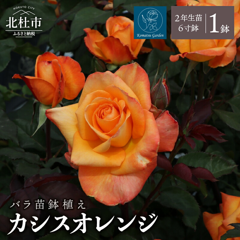 【ふるさと納税】 バラ 苗 1鉢 鉢植え 花 カシスオレンジ 四季咲き 6寸鉢 2年生苗 ガーデニング 初心者 母の日 父の日 誕生日 卒入学祝 新築祝い 記念樹 育て方ガイド How to 冊子 送料無料|山梨県北杜市
