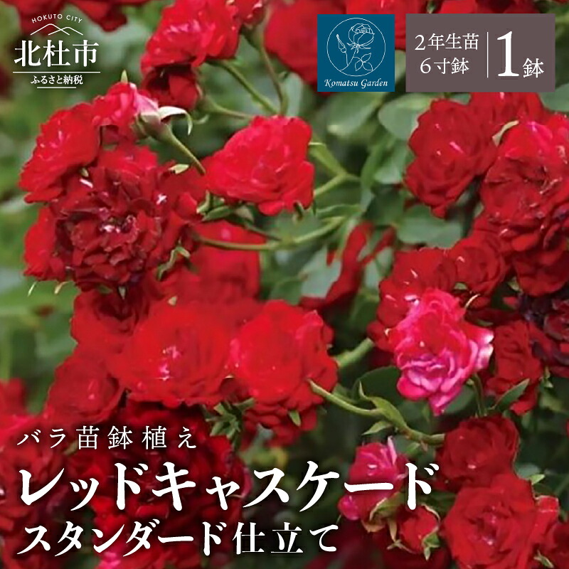 【ふるさと納税】 バラ 苗 鉢植え レッドキャスケード 【2027年2月以降発送】 スタンダードローズ ノイバラ台木 1鉢 6寸鉢 2年生苗 花 返り咲き 四季咲き つる性 ガーデニング 初心者 How to 冊子 母の日 父の日 誕生日 お祝い 記念樹 贈り物 コマツガーデン 送料無料｜山梨県北杜市