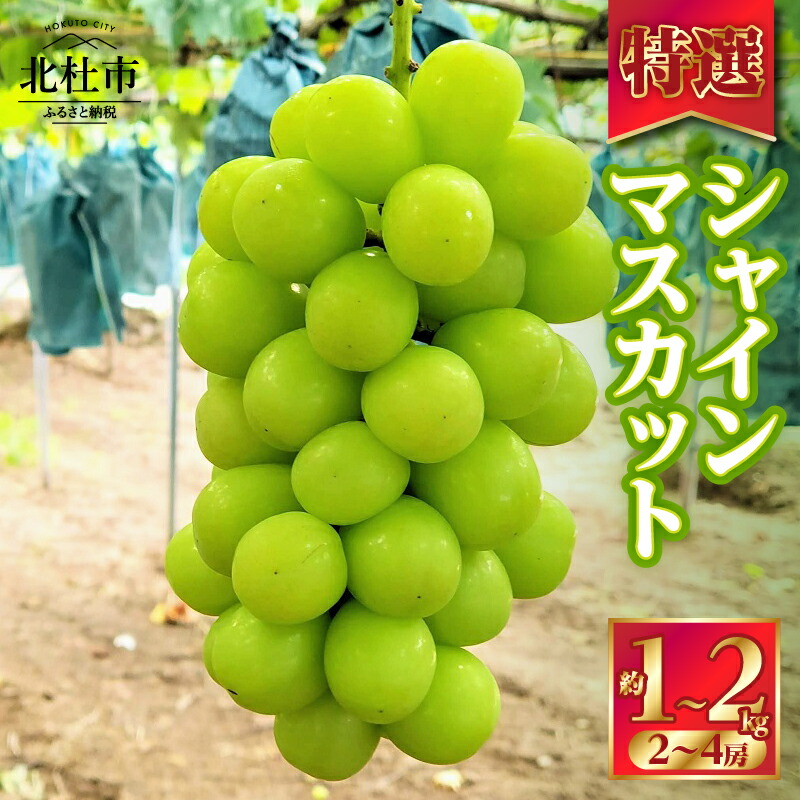 【ふるさと納税】 【2025年先行予約】 シャインマスカット 特選 ブドウ 選べる 容量 約1kg 約2kg 2房～4房 数量限定 名水の里 ぶどう フルーツ 果物 くだもの ギフト 贈答用 化粧箱入り 山梨県産 北杜市 白州 送料無料