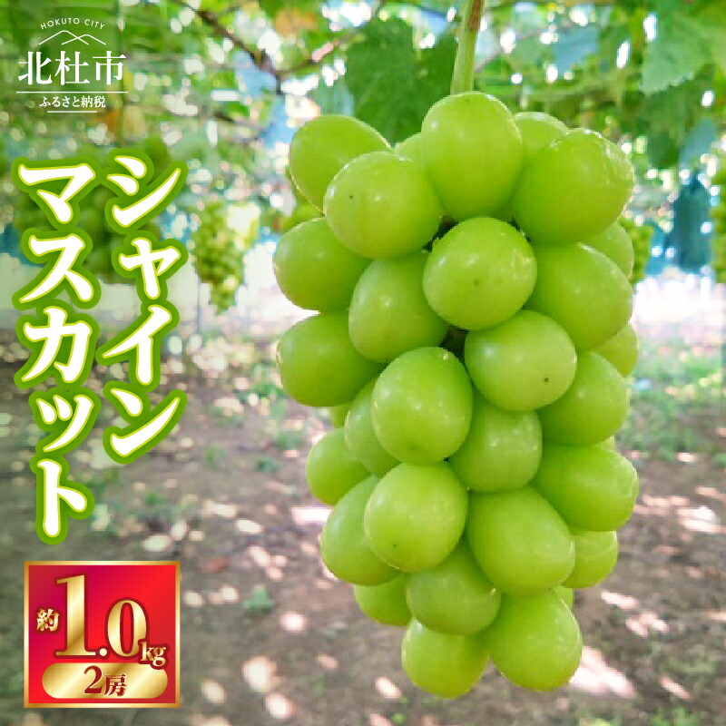 【ふるさと納税】 【2025年先行予約】 シャインマスカット ブドウ 約1.0kg 2房 数量限定 名水の里 ぶどう 山梨県産 フルーツ 果物 くだもの ご家庭用 北杜市 白州 送料無料