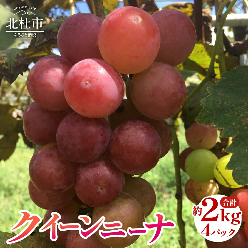 【ふるさと納税】 ぶどう クイーンニーナ 約500g×4パック 山梨県産 ブドウ フルーツ 果物 赤ぶどう 低農薬 期間限定 数量限定 【2025年先行予約】 冷蔵 北杜市 送料無料