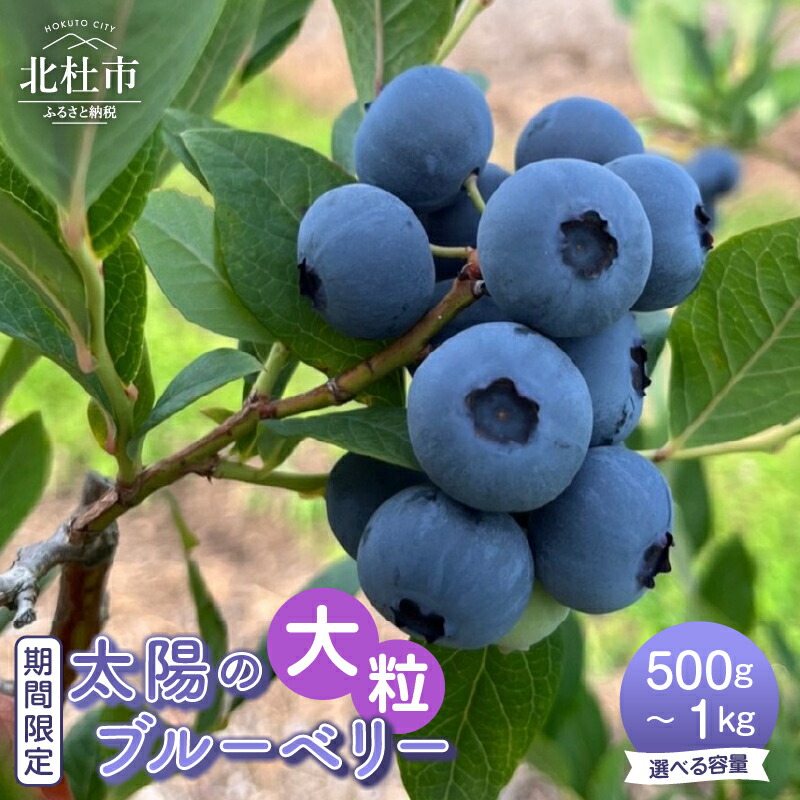 【ふるさと納税】 ブルーベリー 大粒 期間限定 選べる容量 500g 1000g 無農薬 フルーツ 生果 生果実 山梨県 北杜市 明野町 送料無料