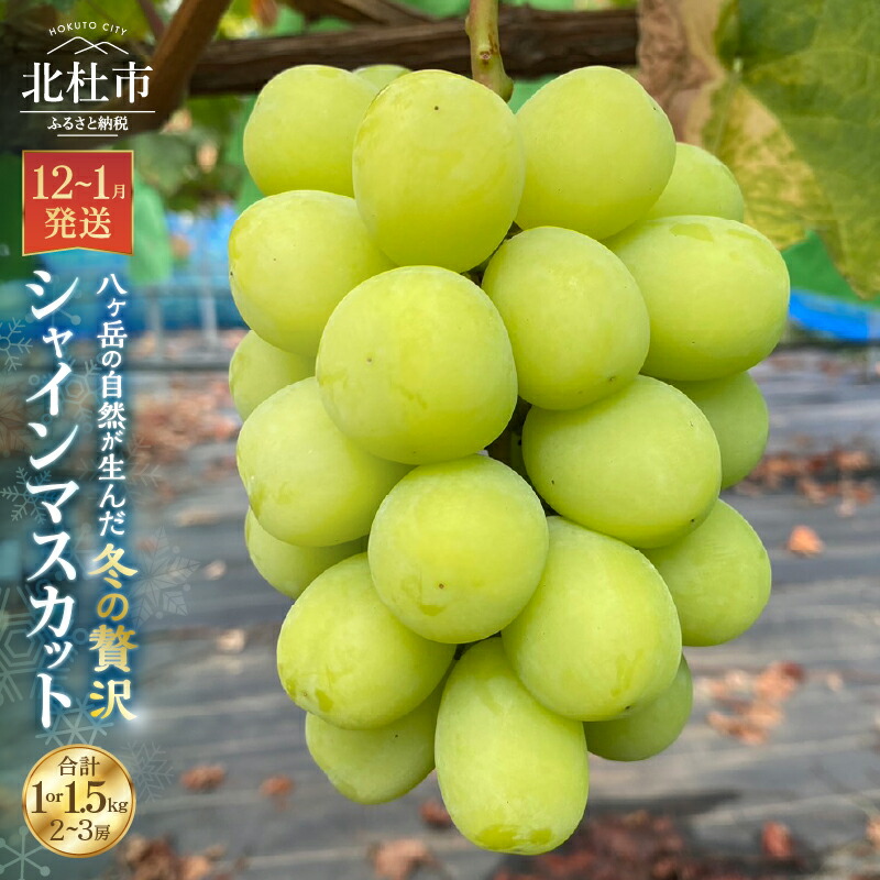 【ふるさと納税】 シャインマスカット 選べる容量 1.0kg 1.5kg 2房 12月1月発送 低温貯蔵 マスカット ぶどう 葡萄 種なし フルーツ 果物 お取り寄せ 数量限定 期間限定 新鮮 贅沢 山梨県 北杜市 送料無料