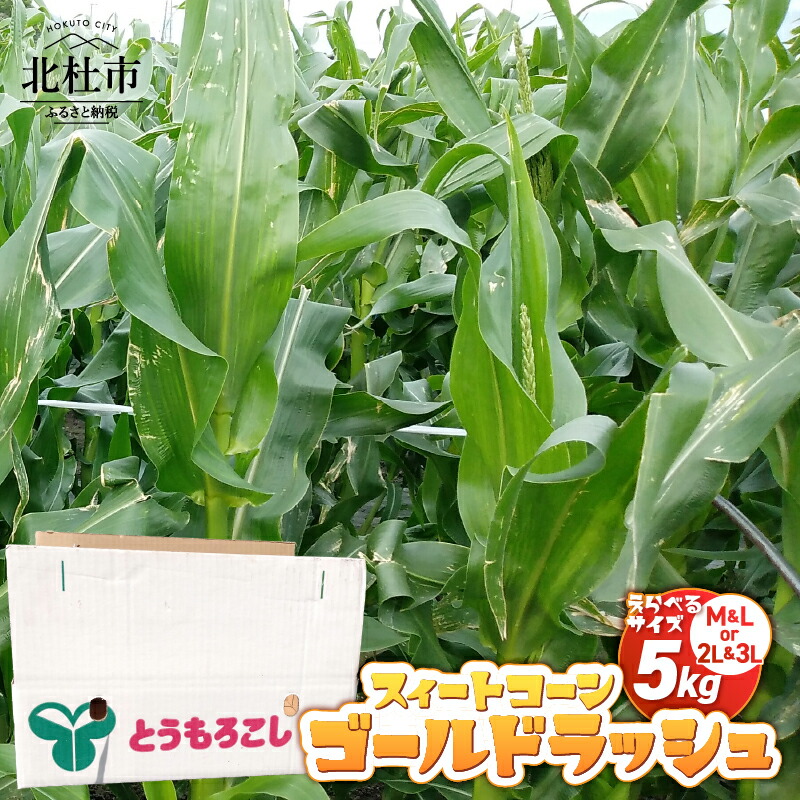 【ふるさと納税】 期間限定 数量限定 とうもろこし トウモロコシ ゴールドラッシュ コーン スイートコーン 選べる サイズ M&L 2L&3L 5kg 10本～18本 甘い 【2025年先行予約】 北杜市産 送料無料