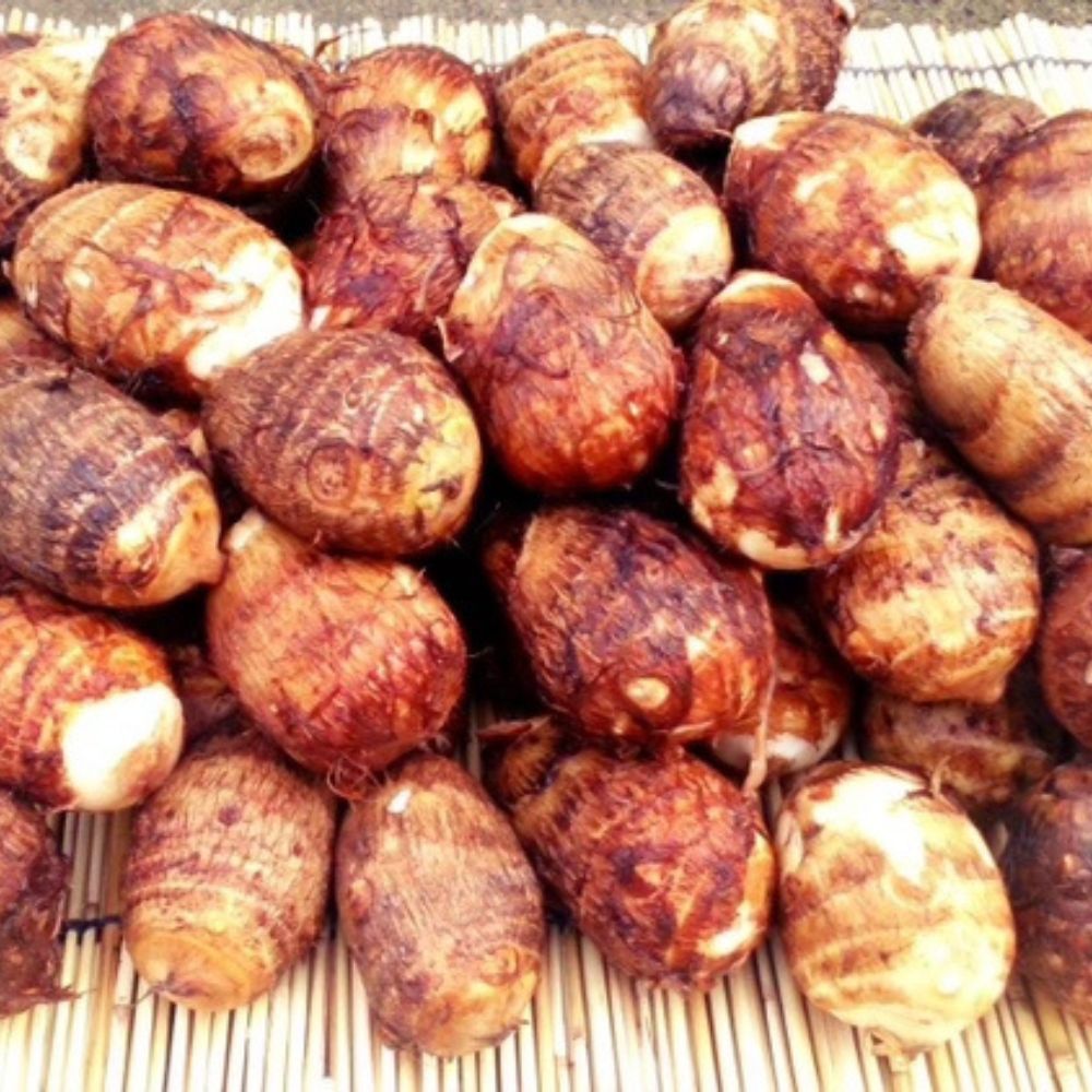 【ふるさと納税】 【先行予約】甲斐市産 八幡芋 2L～3Lサイズ 2.0kg ＜先行 予約 野菜 里芋 さといも いも ミクニ農園 特産 新鮮 産地直送 山梨県 甲斐市＞ AD-331