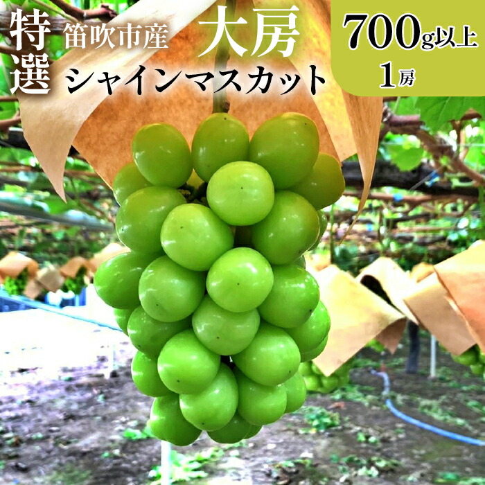 【ふるさと納税】＜2025年先行予約＞山梨県笛吹市 特選 旬の採れたてシャインマスカット 700g以上　1房 ふるさと納税 シャインマスカット 笛吹市  国産 人気 期間限定  ぶどう ブドウ 葡萄 旬 果物 フルーツ 山梨県 送料無料 105-013