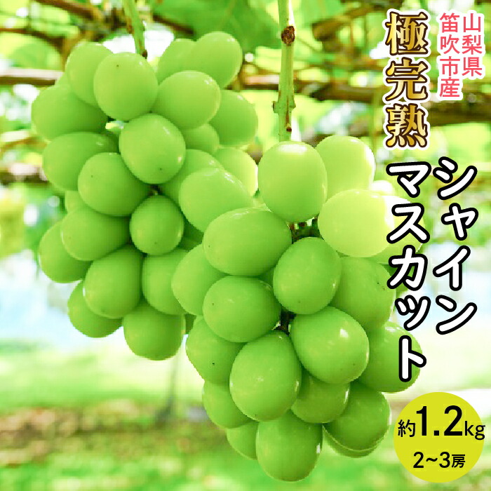 【ふるさと納税】＜25年発送先行予約＞☆絶品☆ シャインマスカット 2-3房約1.2kg ふるさと納税 おすすめ ランキング シャインマスカット 笛吹市  国産 人気 期間限定 ぶどう 葡萄 果物 甘い デザート おやつ 山梨県 送料無料 090-004