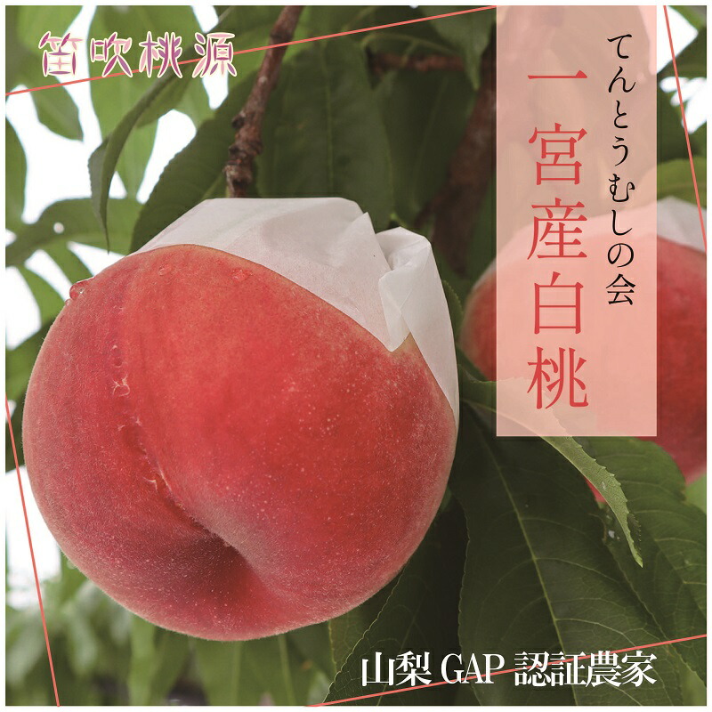 【ふるさと納税】＜25年発送先行予約＞ 一宮産桃【てんとうむしの会】白桃1.8kg（笛吹桃源） ふるさと納税 もも 桃 笛吹市 国産 人気 期間限定 果物 フルーツ 旬 山梨県 送料無料 157-007