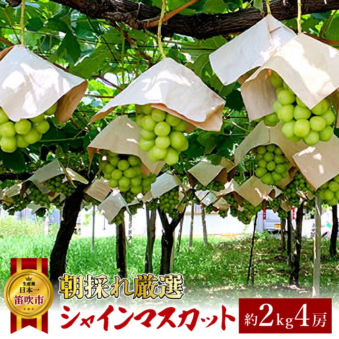【ふるさと納税】＜25年発送先行予約＞厳選高級シャインマスカット2kg（4房） ふるさと納税 おすすめ ランキング シャインマスカット 笛吹市 国産 人気 期間限定 ぶどう ブドウ 葡萄 旬 果物 フルーツ デザート 山梨県 送料無料 082-013