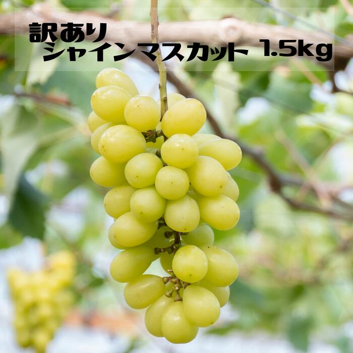 【ふるさと納税】＜25年発送先行予約＞【ご家庭用に】笛吹市産『訳ありシャインマスカット』1.5ｋｇ ★レビューキャンペーン中（4月～6月）ふるさと納税 シャインマスカット   笛吹市  国産 人気 期間限定  ぶどう ブドウ 葡萄 旬 果物 フルーツ 山梨県 送料無料 167-013