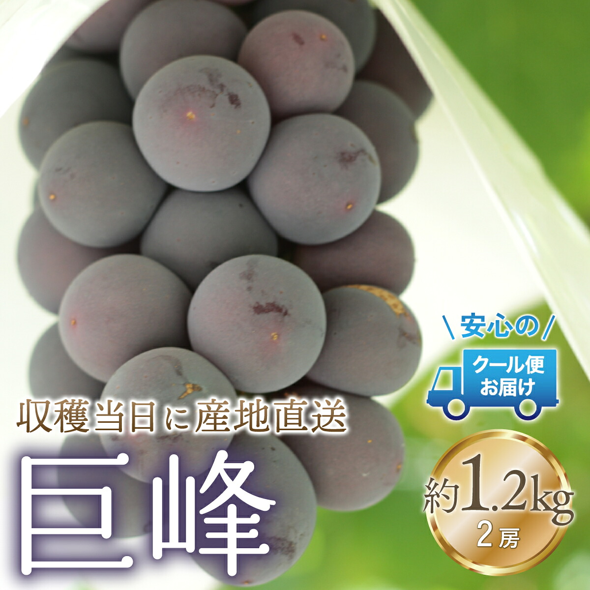 【ふるさと納税】【2026年発送★先行予約】クール便発送　巨峰 1.2kg (2房) ふるさと納税 人気 おすすめ ランキング 巨峰 国産 人気 期間限定 ぶどう ブドウ 葡萄 旬 果物 フルーツ 山梨県 笛吹市 送料無料 179-021